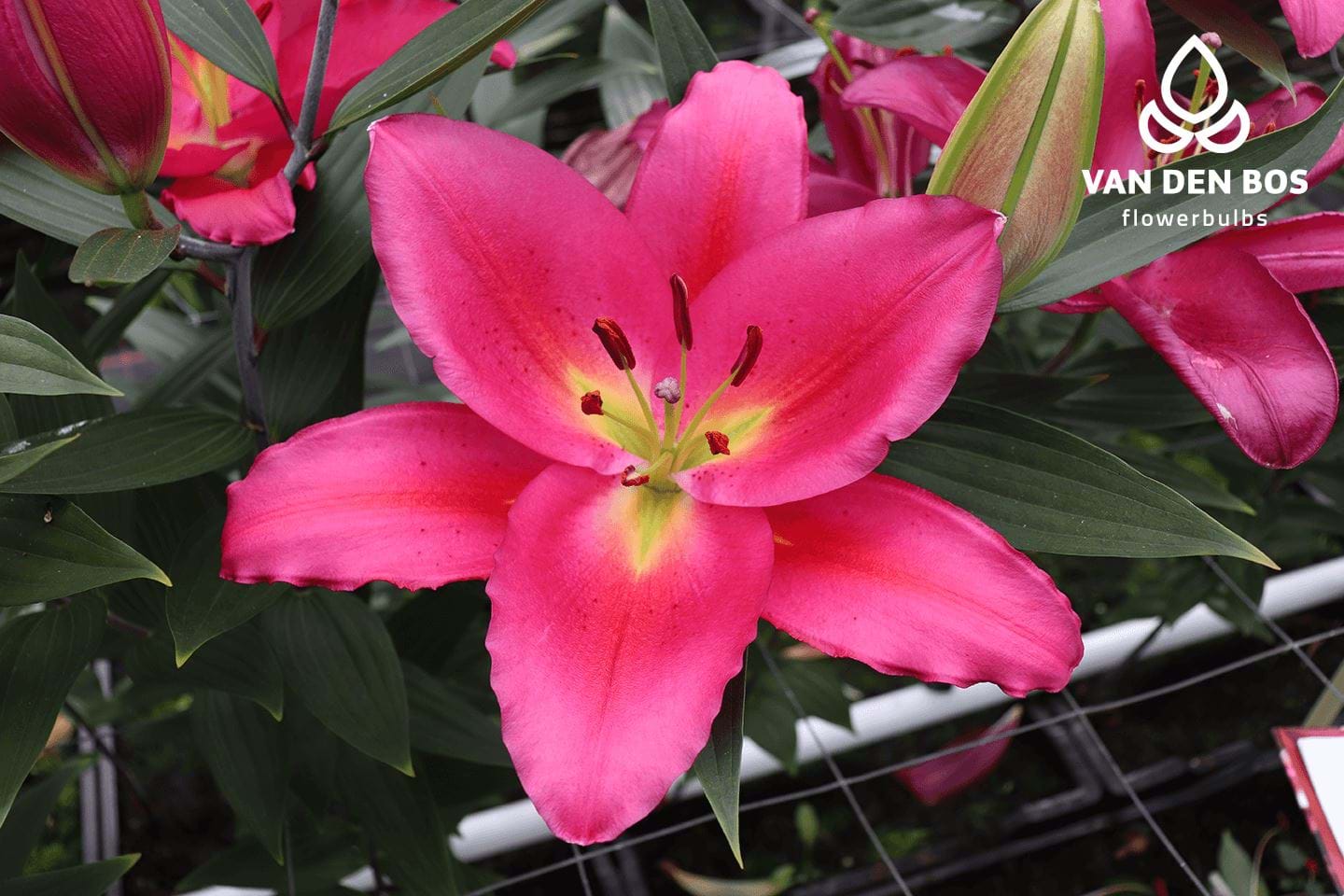 Lilium Oriental 'Tarrango'